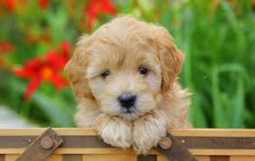 Buster -$300 Deposit Today - Male $6500