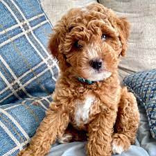Jimi Hendrix - $300 Deposit Today - Male $6500