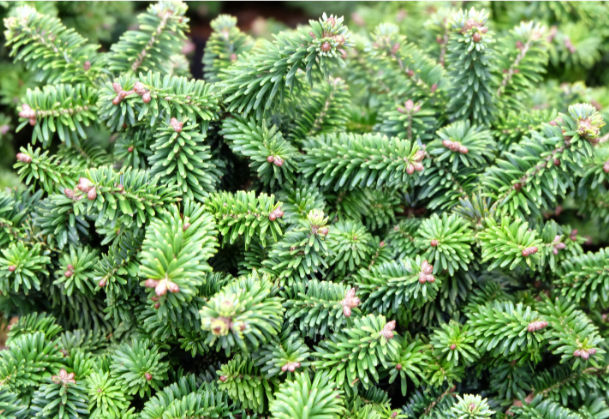 Balsam fir tree