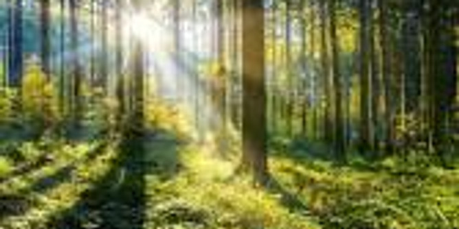 Forest "Bathing" Therapy Guided Walk