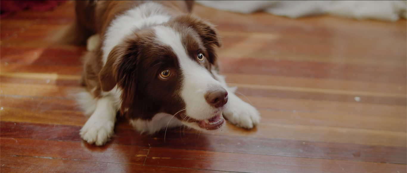 border collie smiling happily cinematic