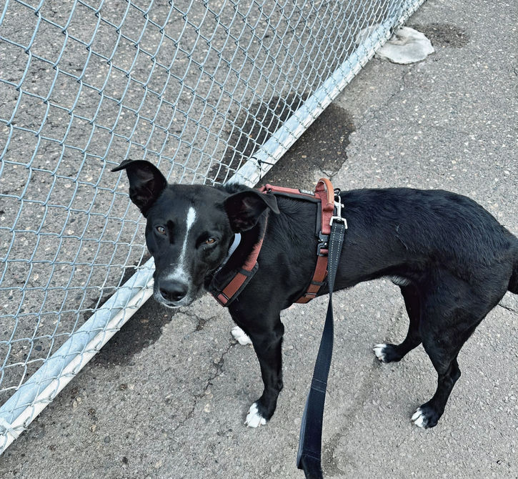 Dog on a leash next to a fence