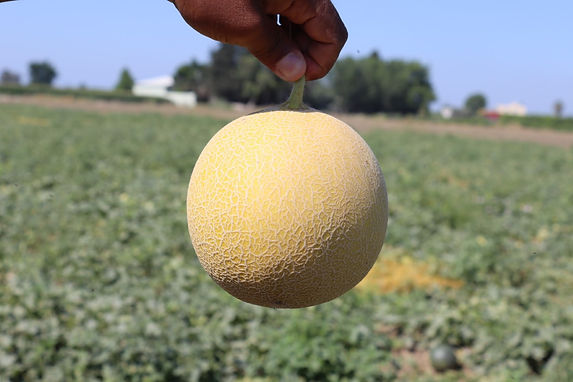 melon (5).jpg