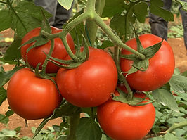 tomato (2).jpg