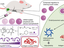 【論文】Increasing polycation hydrophobicity in mRNA polyplex vaccines enhances the efficacy of humoral and cellular immunity induction