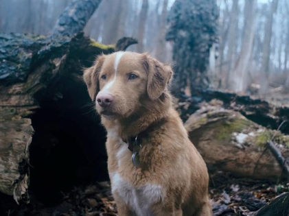 CRÍTICA | BOM MENINO