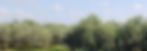 trees_edited_edited.jpg