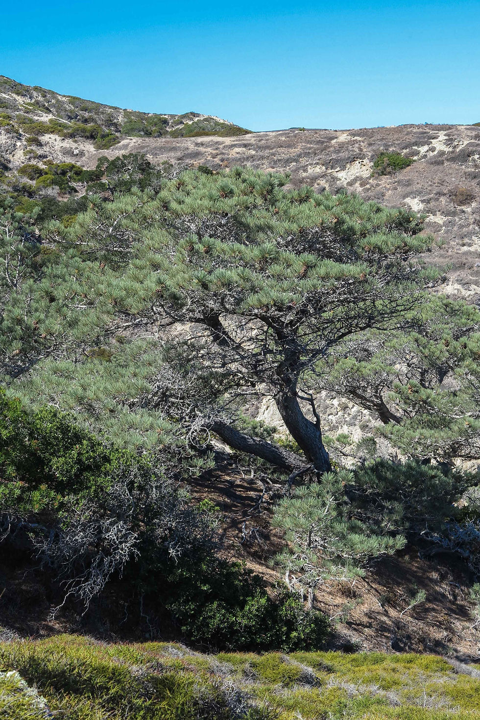 IMG_9243TPDS-ChannelIslands2014.jpg