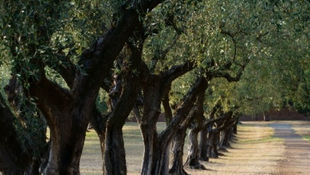 Dietro un grande Olio c'è sempre un grande lavoro!