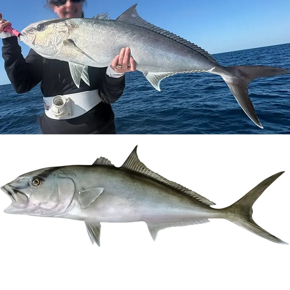 Thumbnail: Angler holding 33-inch amberjack catch alongside matching fiberglass replica mount by artist Greg Cassell Florida Fish Mounts