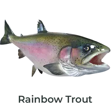 Rainbow Trout Fiberglass Fish Mount Replica painted by Greg Cassell. Angled right-facing mount with vivid patterns and realistic details. 