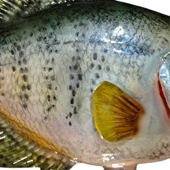 Fiberglass 17 inch white crappie full mount by Greg Cassell showing open papermouth and scattered dark spot pattern, Florida Fish Mounts
