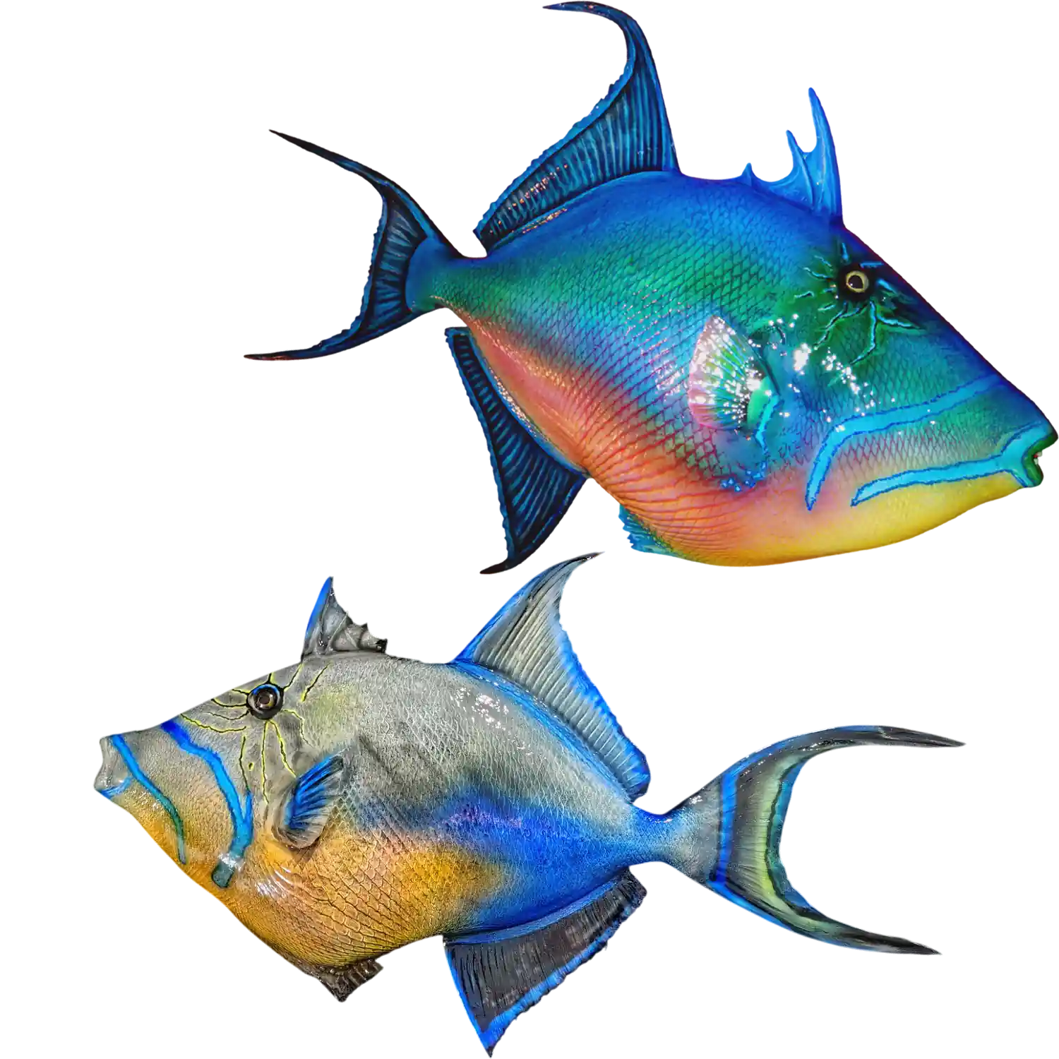 Queen Triggerfish Fish Mount Replica