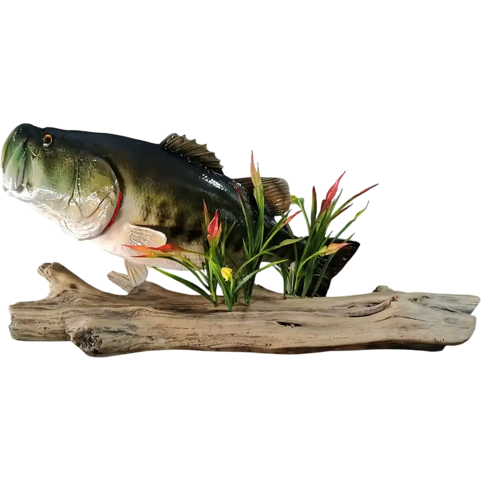 Thumbnail: 26'' Largemouth Bass replica driftwood pedestal mount left facing pose hand painted by artist Greg Cassell