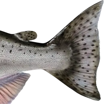 Chinook Salmon fish mount replica handpainted by Greg Cassell