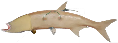 Half Mount Tarpon Replica Back View