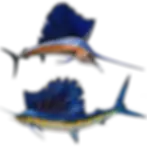 Image of 2 Full Mount Atlantic Sailfish Fiberglass  Replicas Top Sailfish is a Trophy Mount and Bottom is Natural Appearance