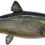 Thumbnail: Realistic side view of Lake Trout replica showing body markings