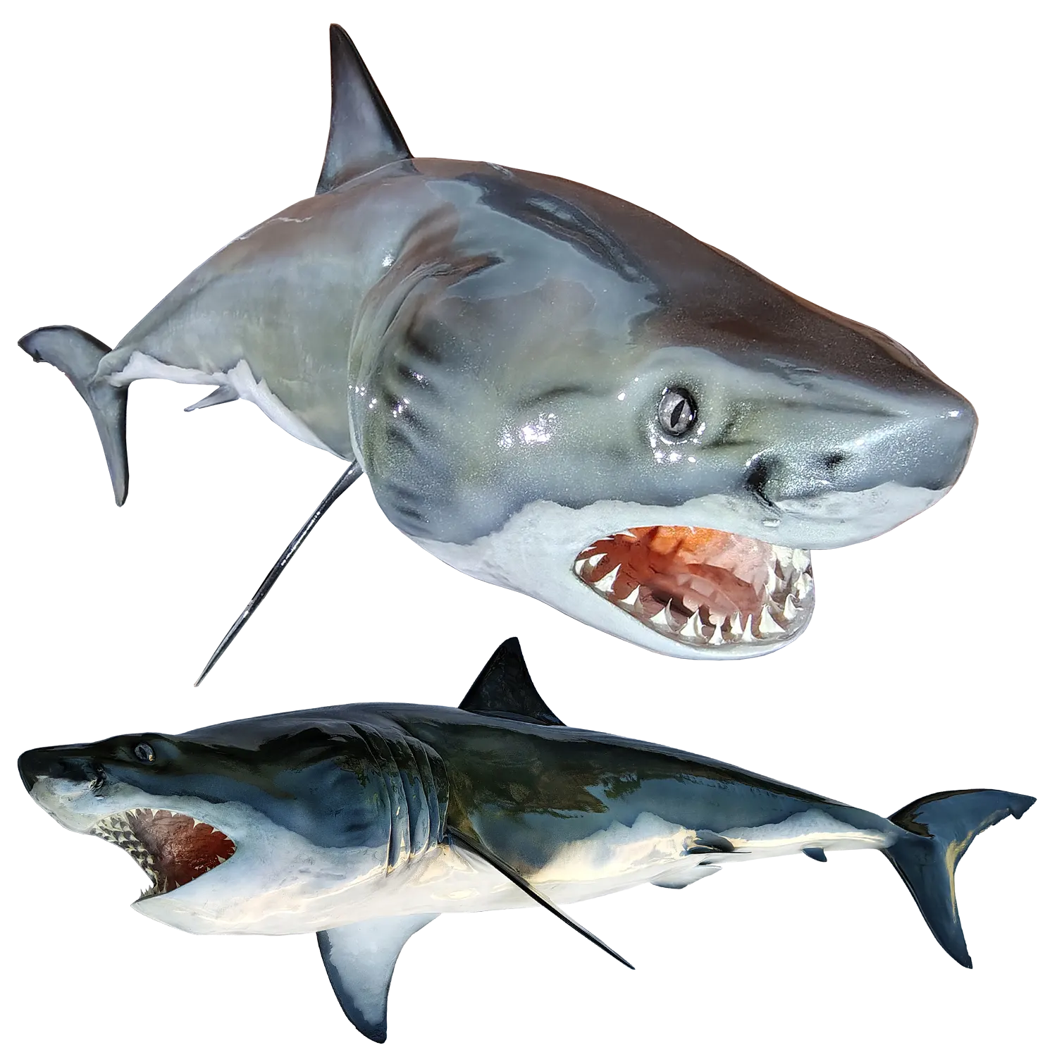 Great White Shark Mount Replicas