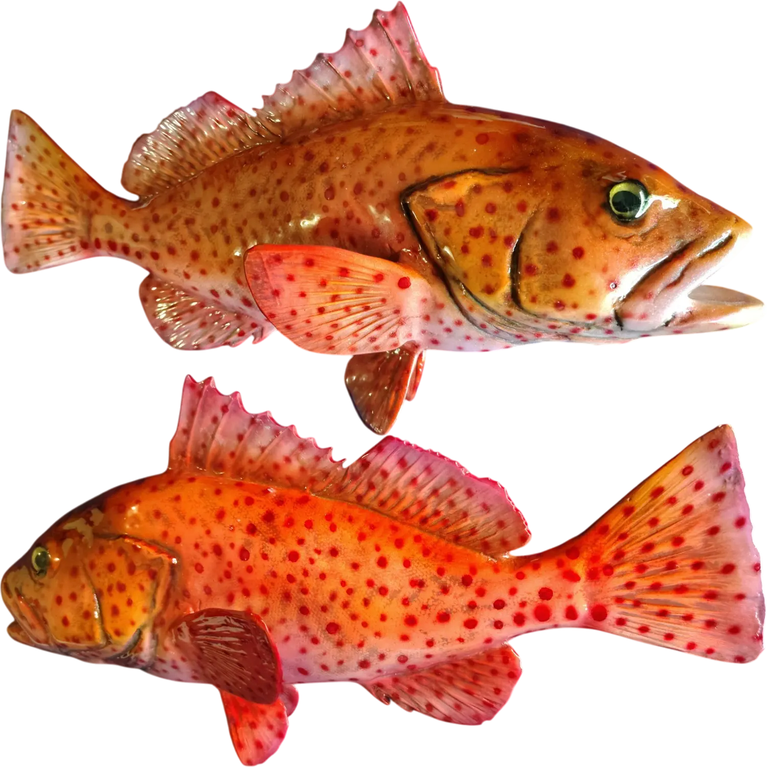 Strawberry Grouper Fish Mount Replicas