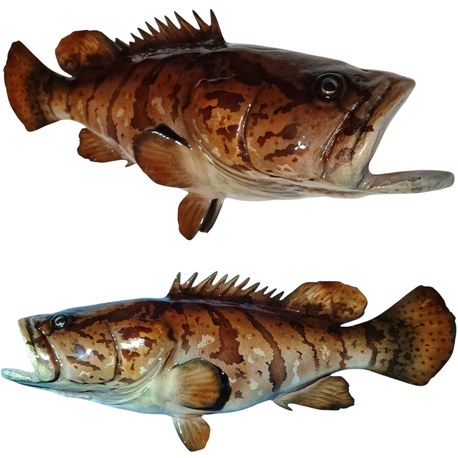 Goliath Grouper Fish Mount Replicas