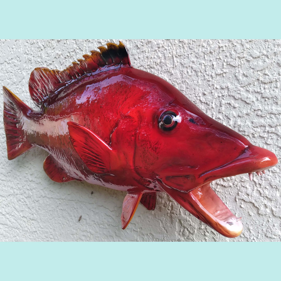Thumbnail: Custom Barred Hogfish mount replica designed by Greg Cassell, available at Florida Fish Mounts, specializing in saltwater fish