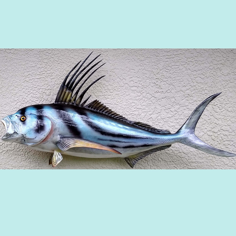 Thumbnail: Realistic Roosterfish mount replica available from Florida Fish Mounts, designed by artist Greg Cassell
