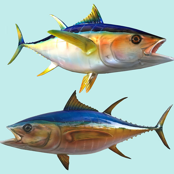 Yellowfin Tuna Fish Mount Replica