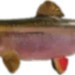 Thumbnail: Midsection close-up of Brook Trout fins and scale texture