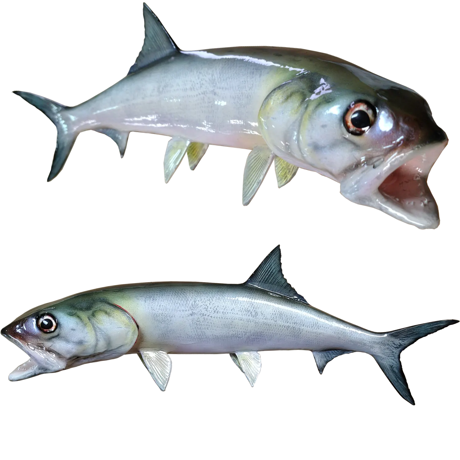 Ladyfish Fish Mount Replicas