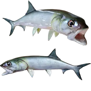 Ladyfish fiberglass full mount angled right 3D view and flat left-facing view