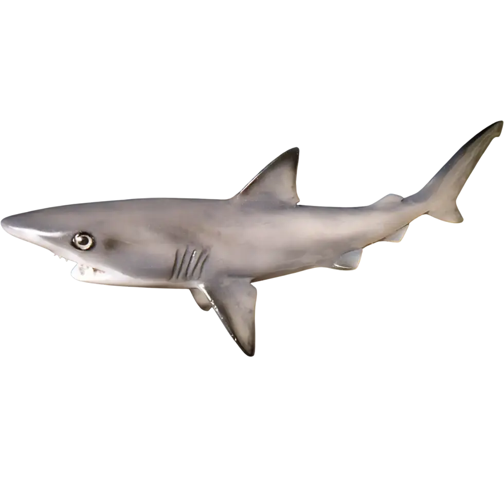 Thumbnail: Blacktip shark mount replica for sale, full side profile, also available as a 360 mount