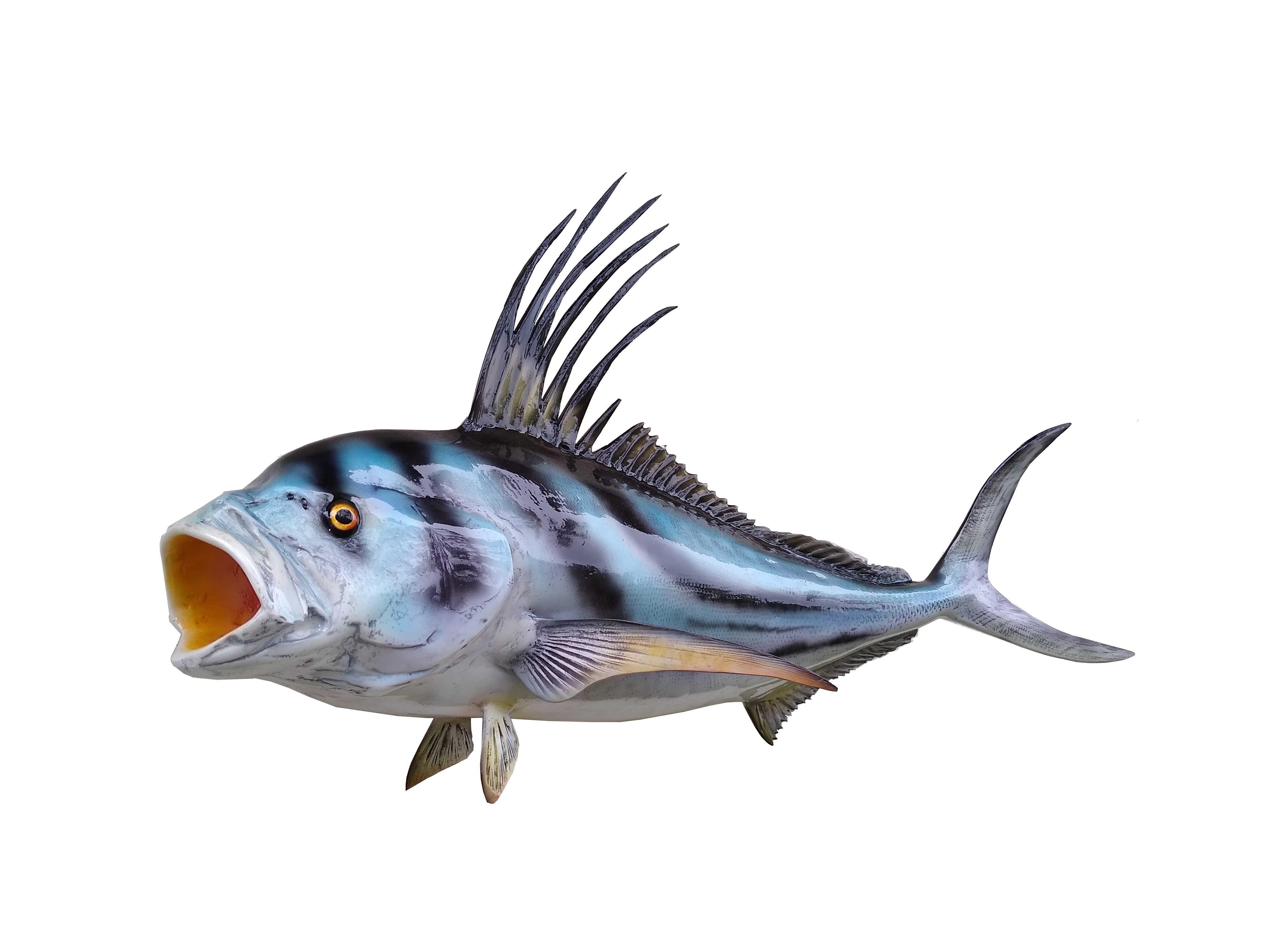 Roosterfish