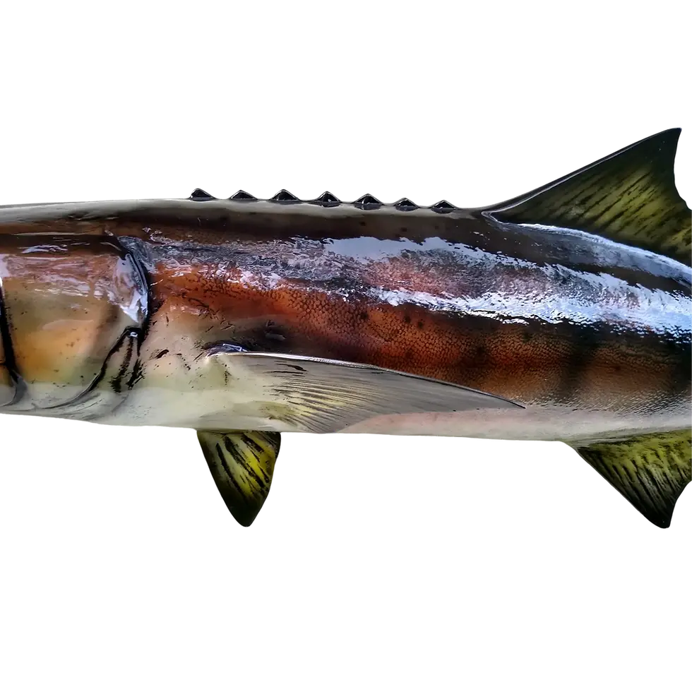 Thumbnail: Close-up of the pectoral fin on a cobia fish mount replica, meticulously painted to mirror the customer's catch photo, create