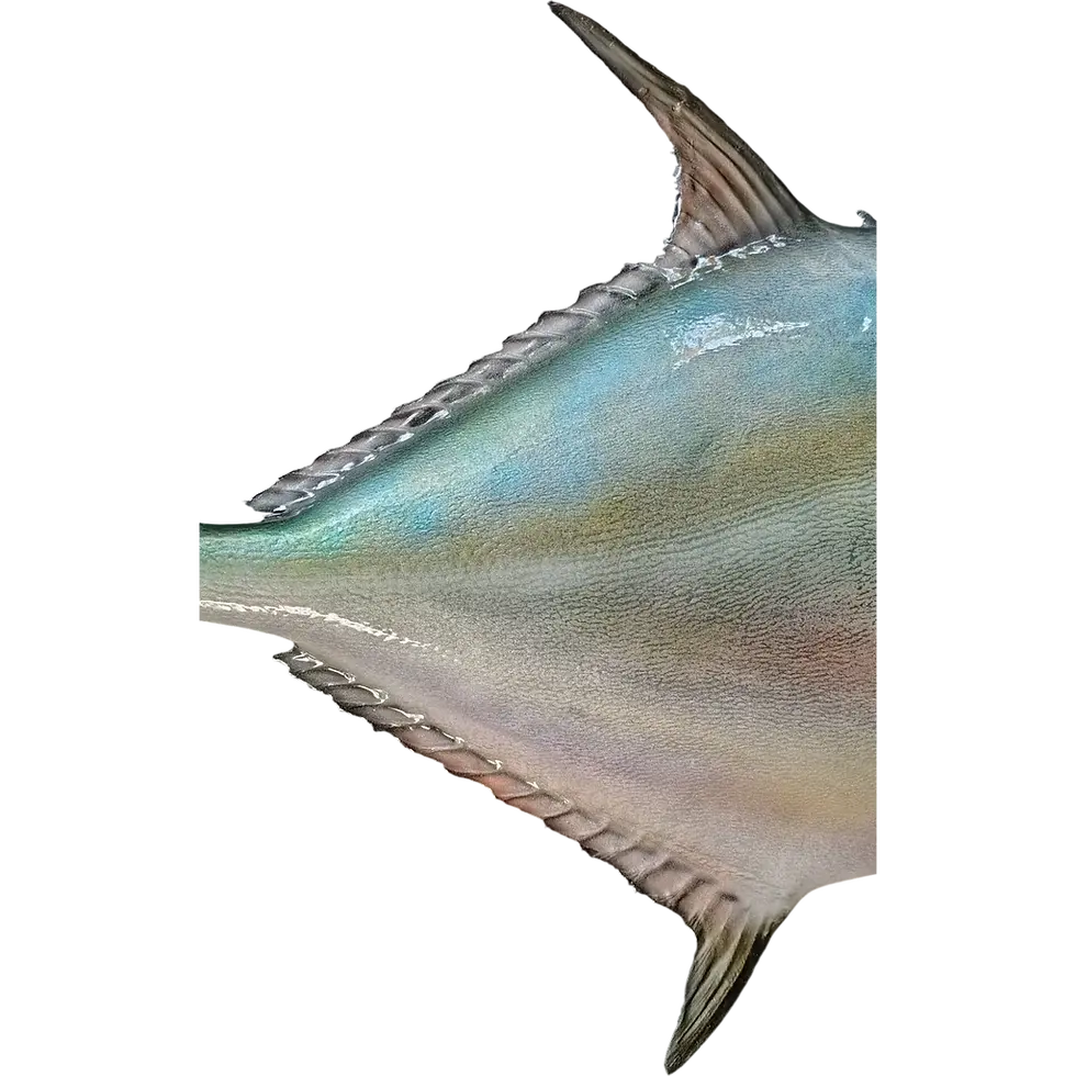 Thumbnail: Permit rear torso with dorsal fin, anal fin, and finlet detail, fiberglass permit fish mount