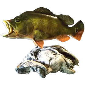360° 3D Peacock Bass Pedestal Mount Over Driftwood Facing Left and Showcasing its Spotted Tail