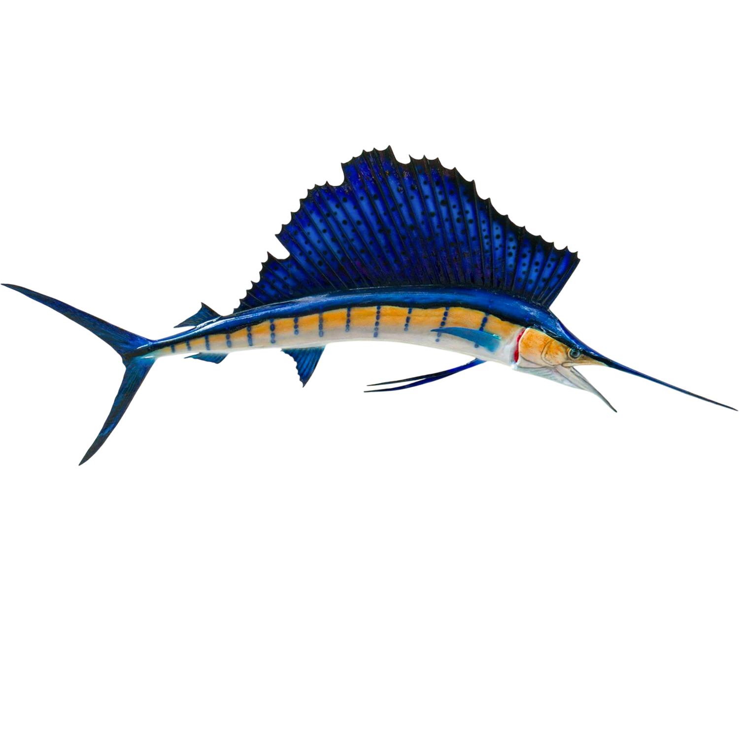 Atlantic Sailfish Fish Mount Replica