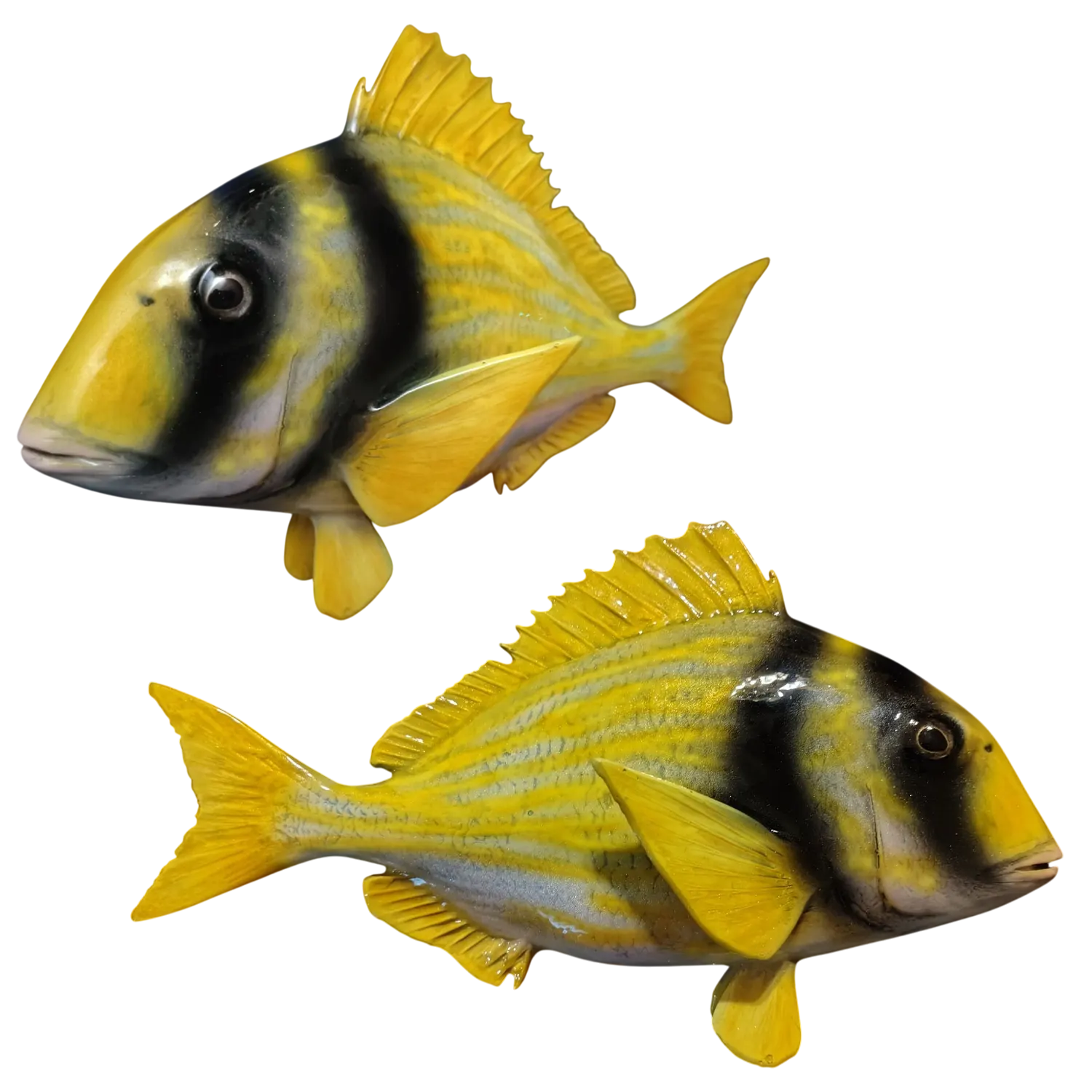 Porkfish Fish Mount Replicas