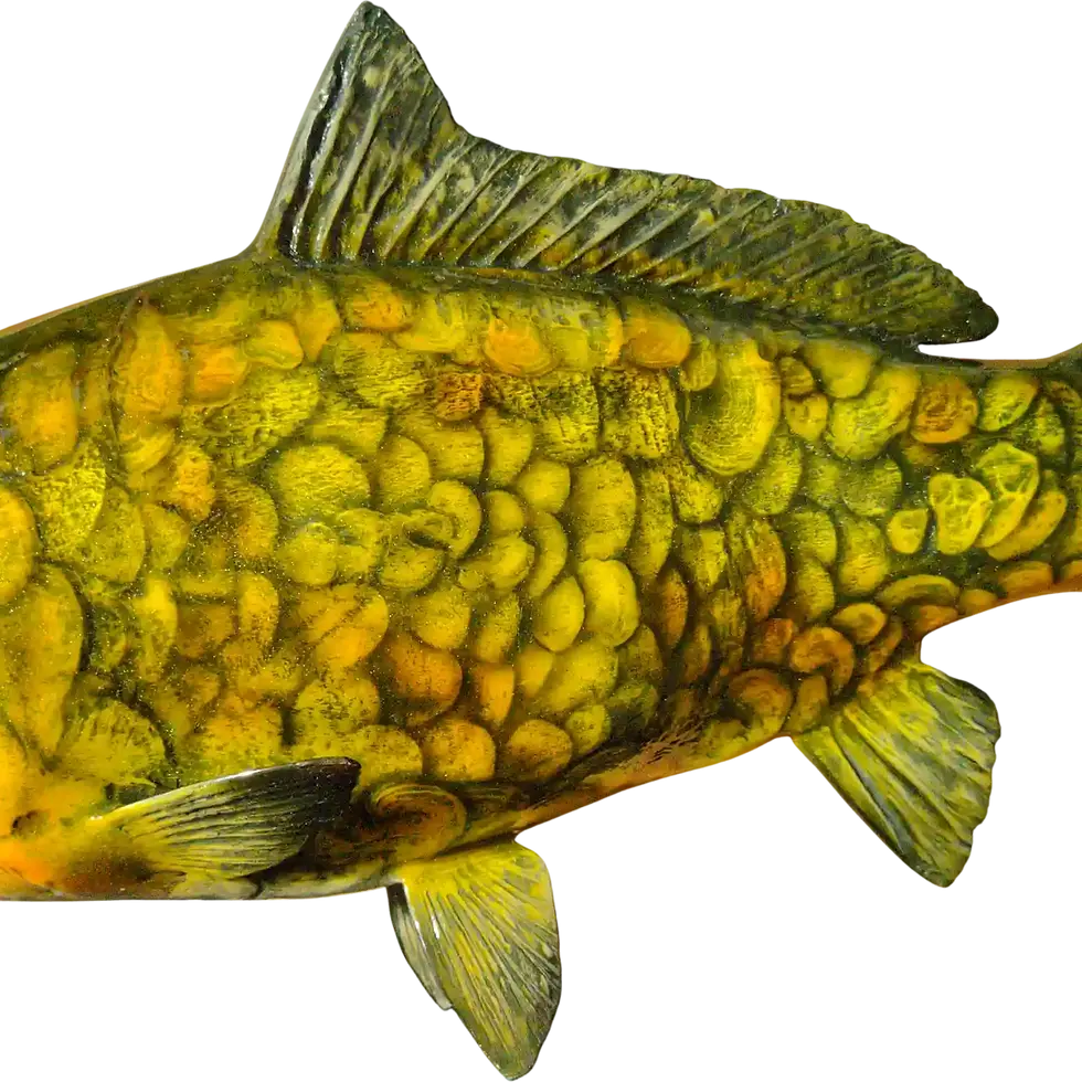 Thumbnail: Profile view of Mirror Carp fins and scales showing museum quality structure and hand painted highlights.