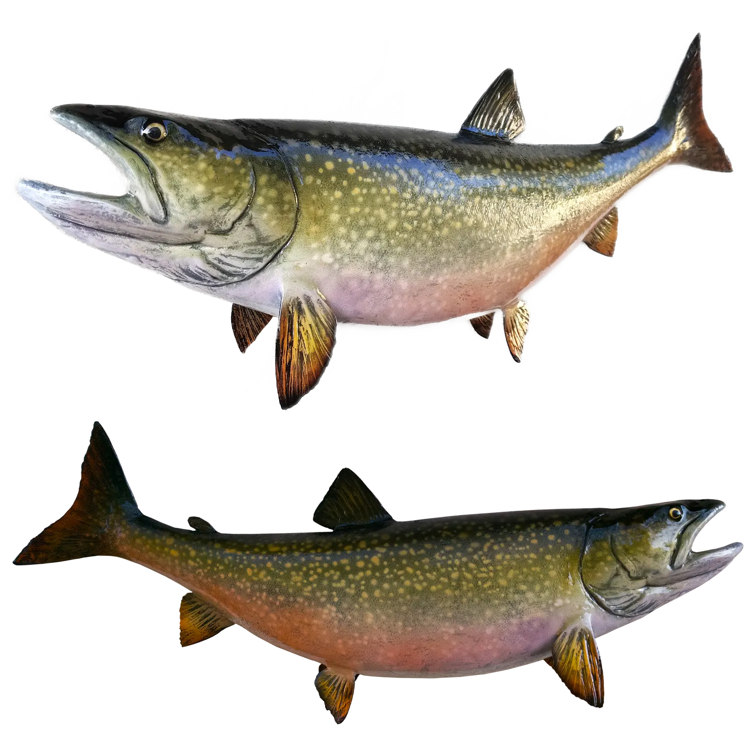Lake Trout Fish Mount Replicas