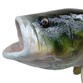Largemouth bass fiberglass mount close-up, showcasing lifelike hand-painted eye and detailed facial features.