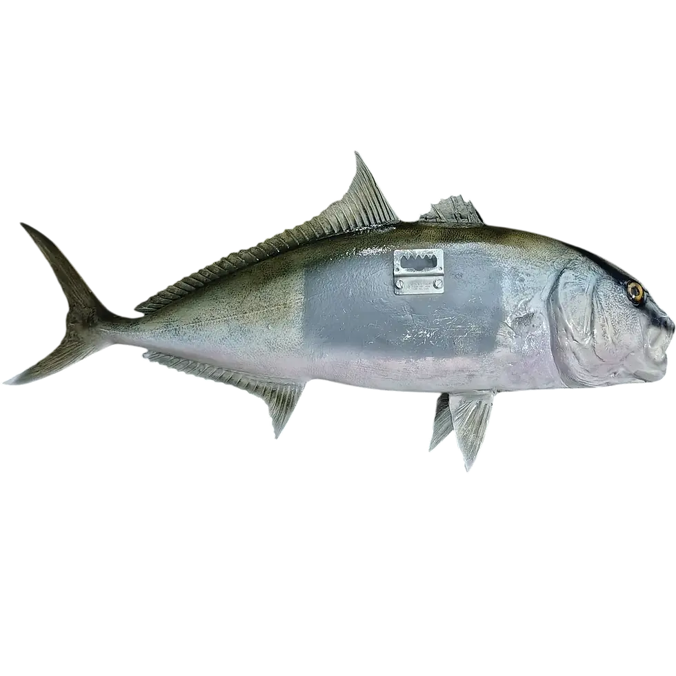 Thumbnail: Back view of 33-inch amberjack full double-sided fiberglass mount showing steel wall mounting bracket by Greg Cassell