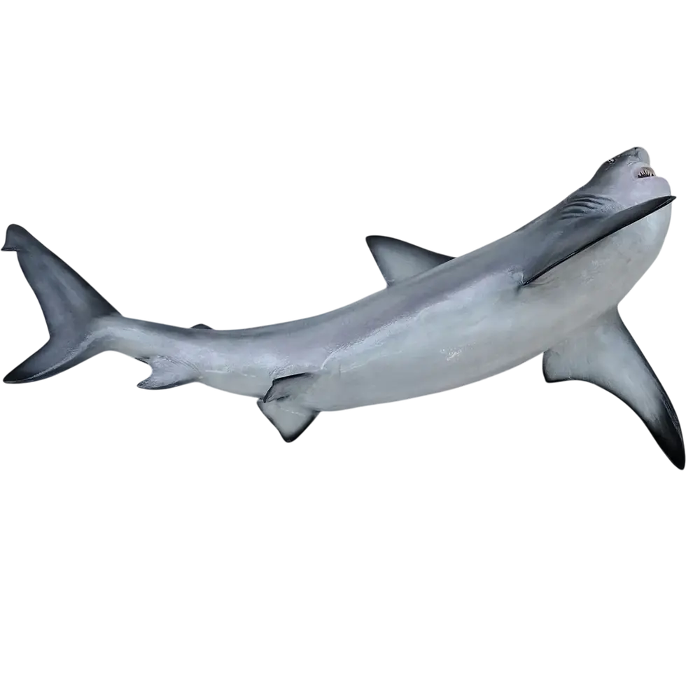 Thumbnail: Bull shark mount replica ventral side profile belly surface white counter-shading pelvic fins, fiberglass shark mount, Florid