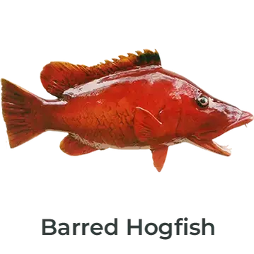 Barred Hogfish fiberglass mount showcasing lifelike patterns and vibrant colors, crafted by Greg Cassell. 