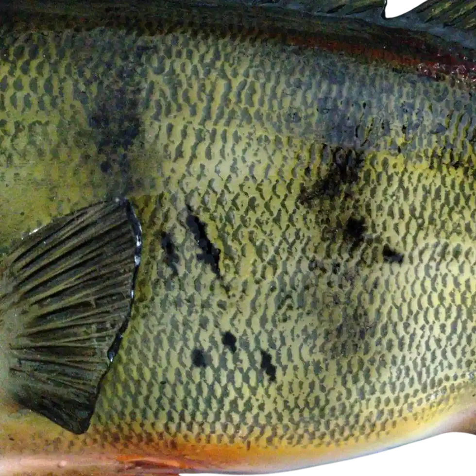 Thumbnail: Macro close up of Peacock Bass scales showing deep texture and a painted lateral line gradient.