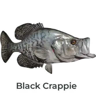 Right facing Black Crappie fiberglass fish mount by Greg Cassell. Click to view custom Speckled Perch replica options.