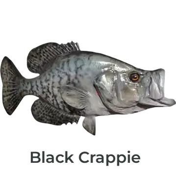 Right facing Black Crappie fiberglass fish mount by Greg Cassell. Click to view custom Speckled Perch replica options.