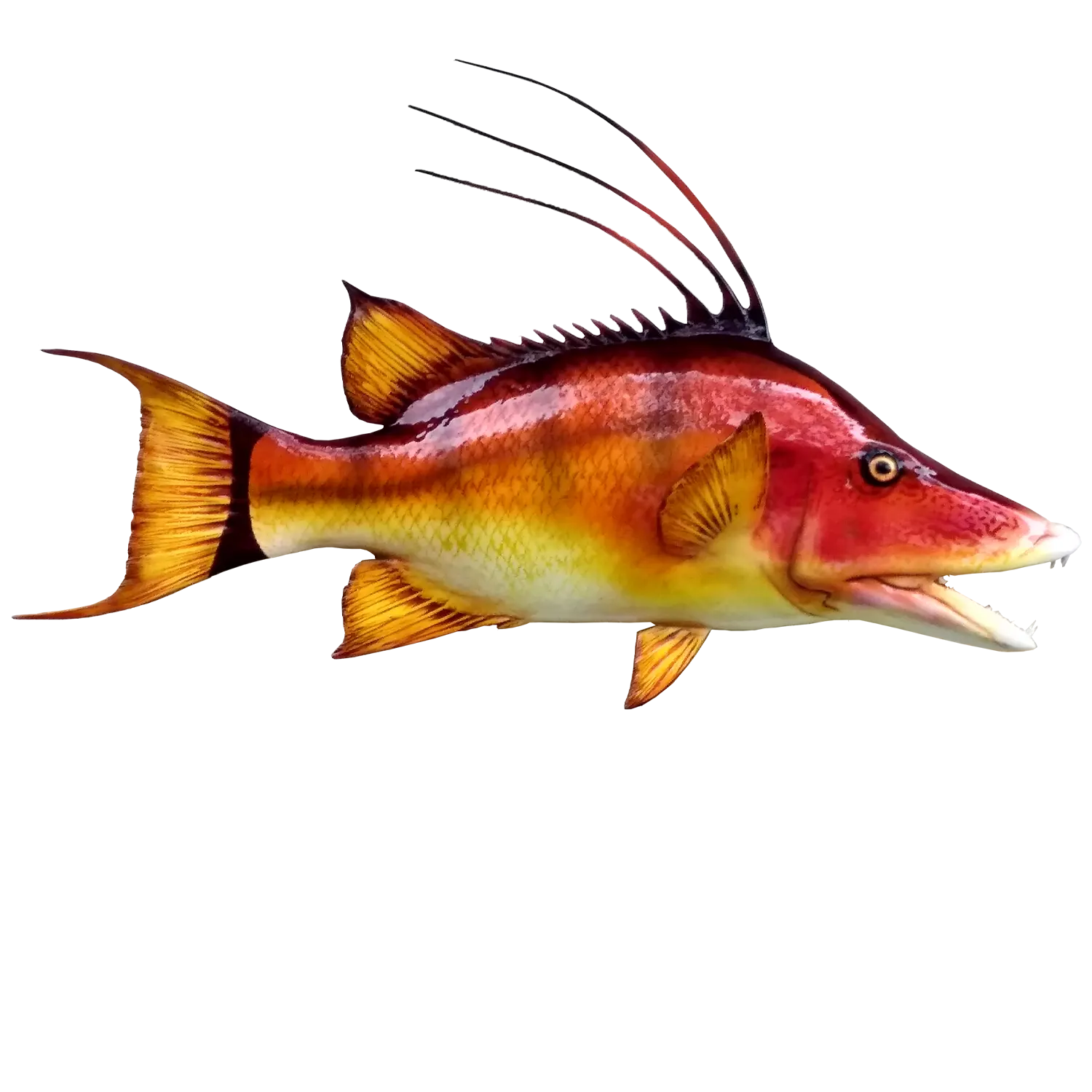 Hogfish Fish Mount Replicas