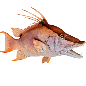 24-inch vivid orange fiberglass hogfish full mount replica by artist Greg Cassell, Florida Fish Mounts