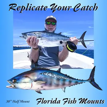 False Albacore bonita fish mount replica left-facing half mount worm markings pectoral fin spots